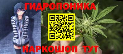 крисы Шелехов
